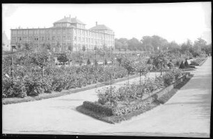 Chemnitz. Das Rosarium im Stadtpark