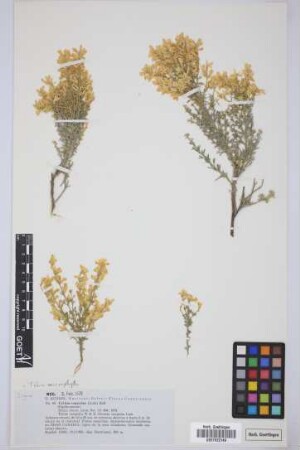 Cytisus congestus (Webb & Berthel.)Ball
