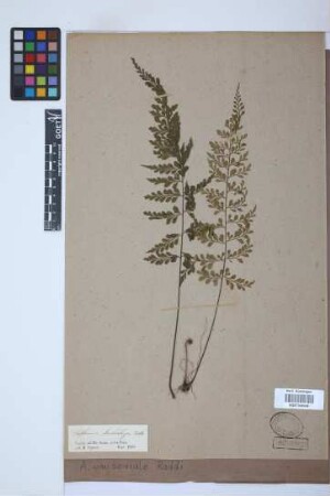 Asplenium uniseriale Raddi
