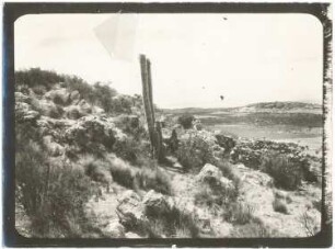 Felsenbusch mit Cereus Pasacana auf der Isla de Panza
