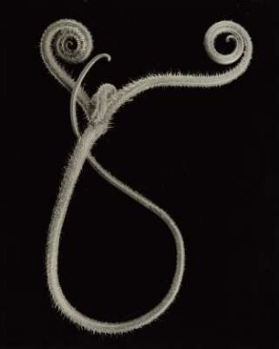 Kürbis, Ranken (Cucurbita maxima)