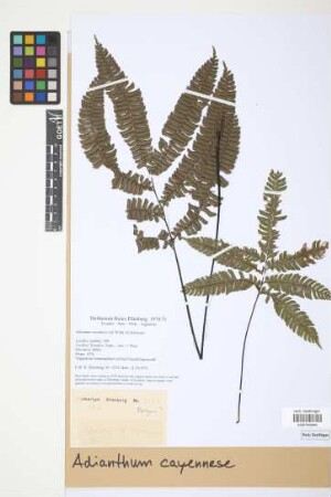 Adiantum cajennense Willd. ex Klotzsch, 1845