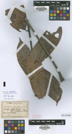 Chytranthus villiger Radlk. [isotype]