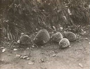 Igel (Erinaceus europaeus L.). Weibchen mit Jungen