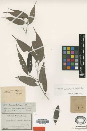 Acrodiclidium guianense Nees var. caudatum Meissn.[type]