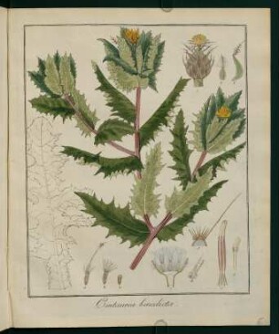 5r, Centaurea benedicta