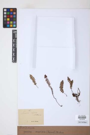 Blechnum penna-marina (Poir.) Kuhn