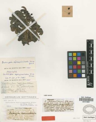 Zanthoxylum duplicipunctatum C.Wright ex Griseb.