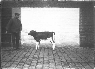 Schwarzbuntes Niederrhein Rind, weiblich