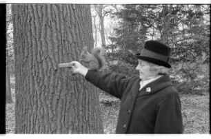 Kleinbildnegativ: Schlosspark, Eichhörnchen, 1964