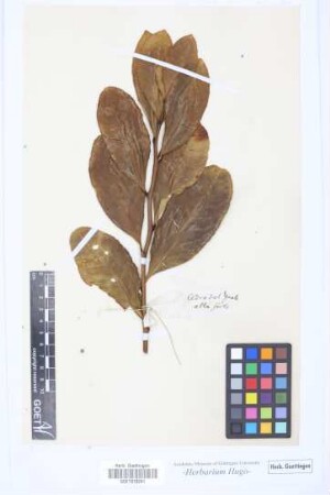 Cedro