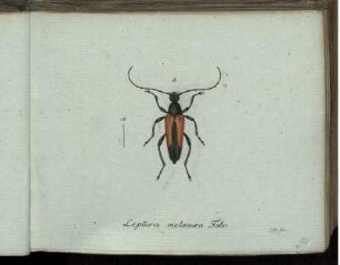 Leptura melanura Fabr. [bis] Leptura obscura Mihi