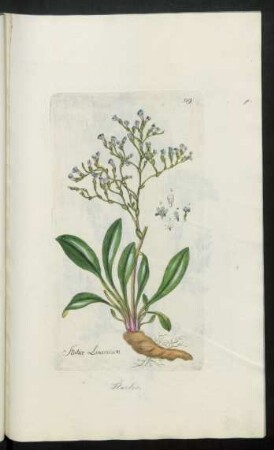 519. Statice Limonium