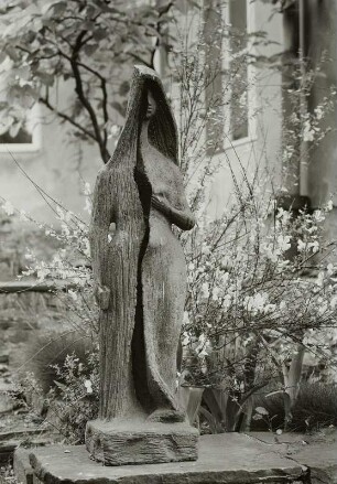 Große, gespaltene Nonne