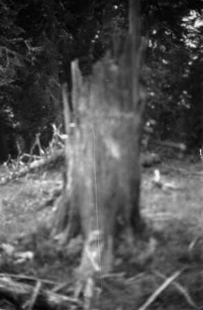 Natürliche Waldzerstörung : Blick auf umgestürzte Bäume in Schlierseer Bergen