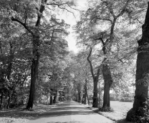 Wilhelmsbader Allee (Allee); Hanau, Wilhelmsbader Allee, Fasanerie