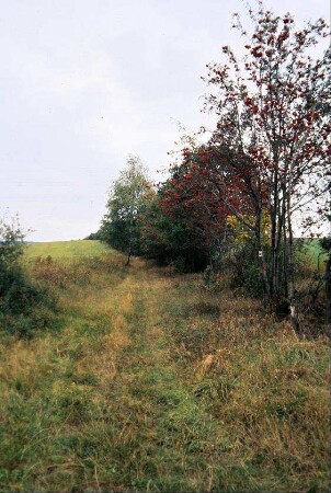 Hohlweg zwischen Erbengrün und Wellsdorf, steht unter Naturschutz