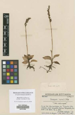 Goodyera repens (L.) R.Br.
