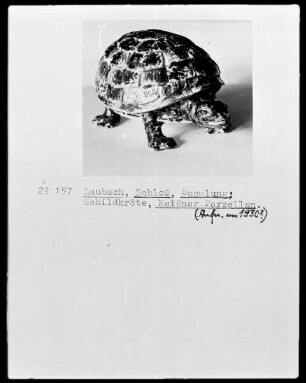 Schildkröte