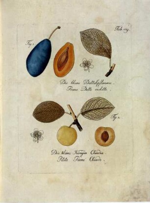 Tab. 189. Fig. 1. Die blaue Dattelpflaume [...] Fig. 2. Die kleine Königin Claudia [...]