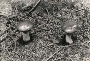 Pilze. Kuhmaul (gomphidius glutinosus) ist ein Pilz aus der Familie der Schmierlingsverwandten (Gomphidiaceae). Aufgrund seiner schmierigen Huthaut hat er zahlreiche Trivialnamen erhalten; zu den bekanntesten zählt die Bezeichnung Kuhmaul, auch Gelbfuß genannt