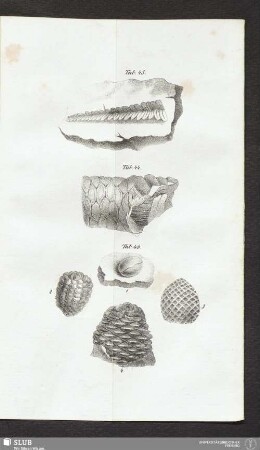 Tab. 43.
