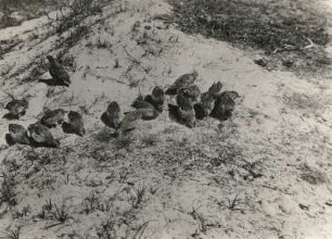 Rebhühner in den Dünen