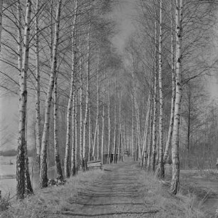 Landschaftsbild. Frühling im Spreewald. Leiper Weg. Die Wiesen sind überschwemmt. : Wobraz krajiny. Nalěćo w Błótach. Puć w Lipjem. Łuki su přepławjene.
