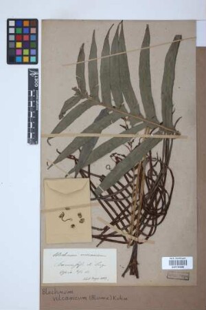 Blechnum vulcanicum (Blume) Kuhn