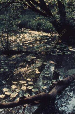 Rade: Tümpel