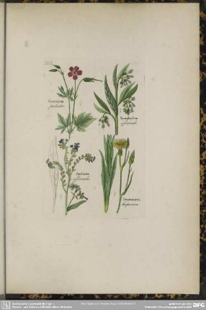 XXVII. Geranium palustre. Symphytum officinale. Anchusa officinalis. Seorzonera hispanica