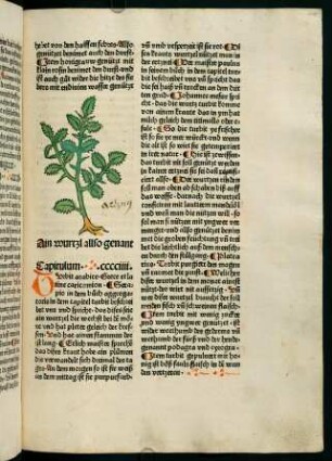 208r, Ain wurtzl allso genant (404. Kapitel)