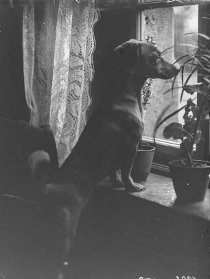 Dachshund : Ein Kurzhaar-Dackel mit dem Namen Puck am Fenster.