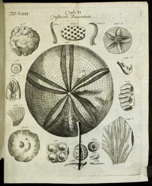 Tab. VIIII. Classis VI. Crustacea Punctulata.