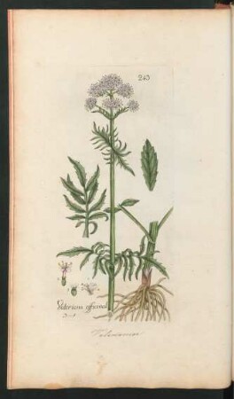 243. Valeriana officinalis