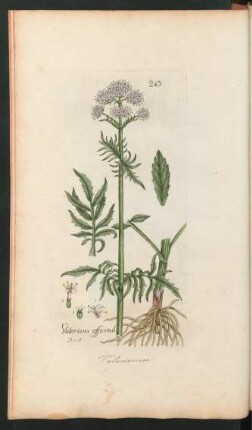 243. Valeriana officinalis
