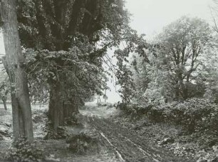 Diesbar-Seußlitz, Schloßpark, morastiger Weg