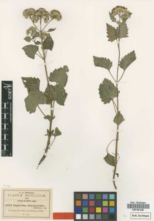 Eupatorium chrysostyloides B.L.Rob. [type]