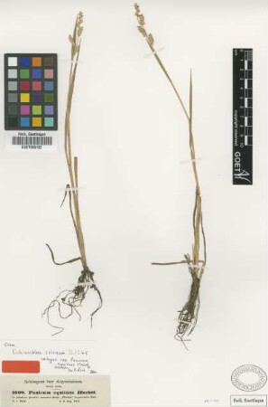 Panicum equitans Hochst. ex A.Rich. [isotype]