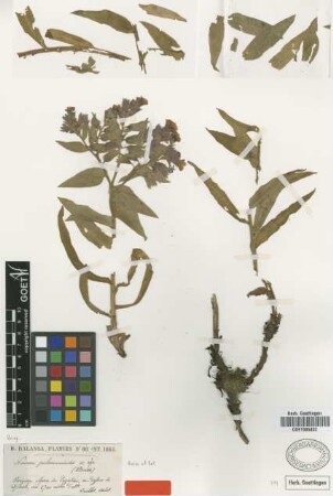 Nonea pulmonarioides Boiss. & Balansa ex Boiss. [type]