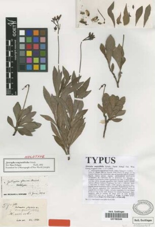 Jatropha angustifolia Griseb. [type]