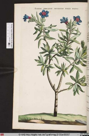 ECHIUM AFRICANUM FRUTESCENS FOLIIS PILOSIS.