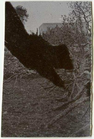 Weinberg [Hebron]