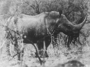 Nashorn : Nashorn
