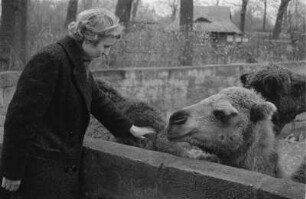 Reportage "Der Zoo wintert sich ein". Besucherin am Dromedargehege im Zoo Dresden