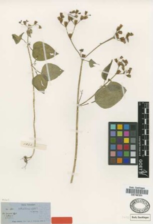 Arthrostemma alata Triana