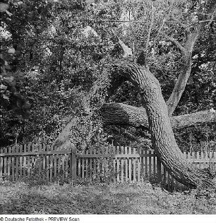 Durch Sturmschäden verkrüppelte Linden