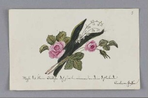 Amalie von Graffen. – o.O., o.D.