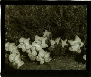 großblütige Blume