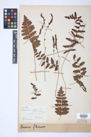 Anemia flexuosa (Sav.) Sw.
